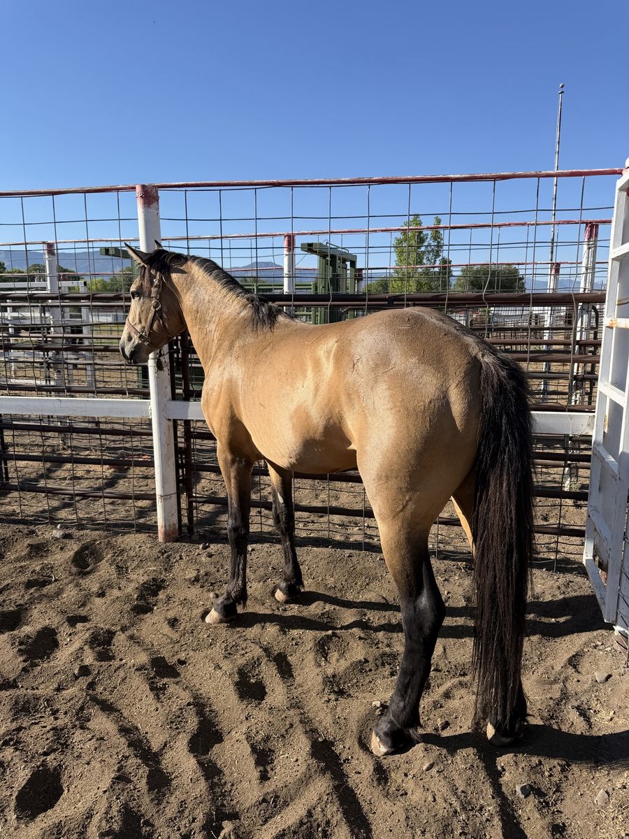 Big buckskin