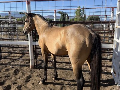 Big buckskin