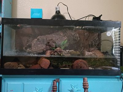 tank+frogs