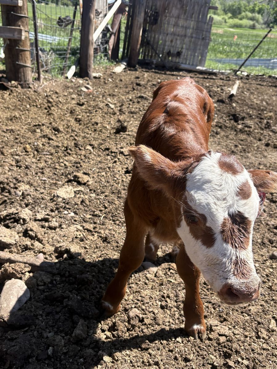 Shorthorn Hereford steer calf