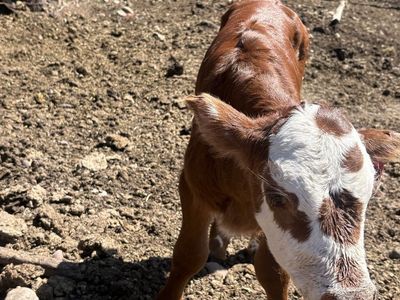 Shorthorn Hereford steer calf