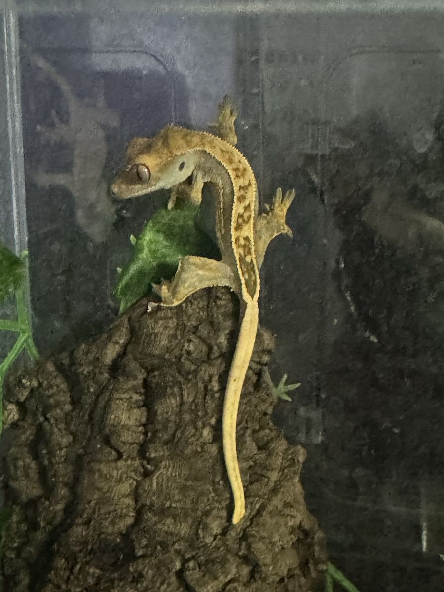 Crested Gecko Pet Lizard