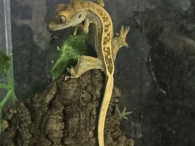 Crested Gecko Pet Lizard