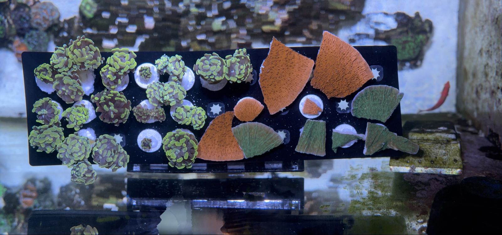 Corals- Hammers And Monti