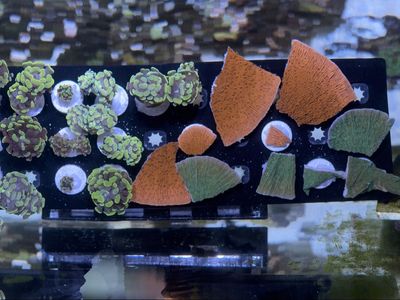 Corals- Hammers And Monti