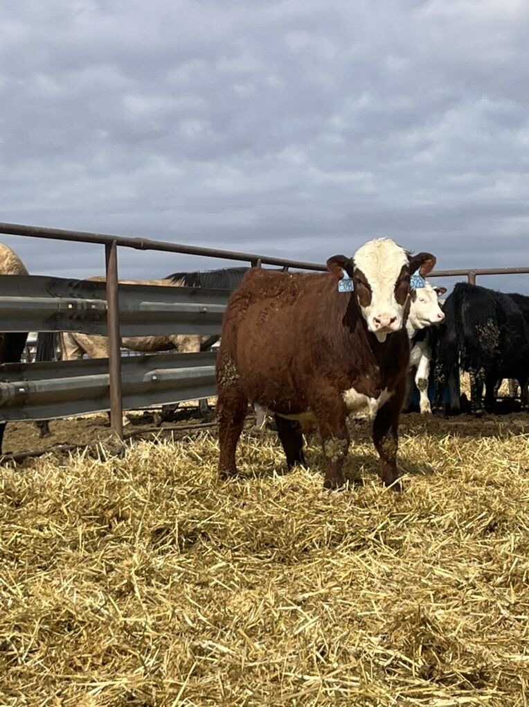 Angus, Hereford, Charolais, Simangus Bulls