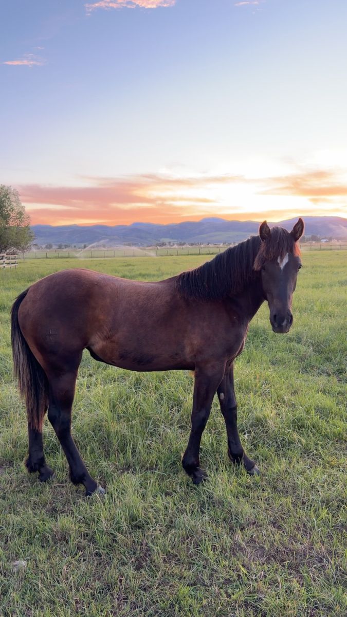 Yearling draft cross