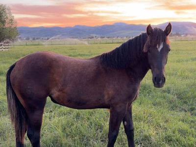 Yearling draft cross