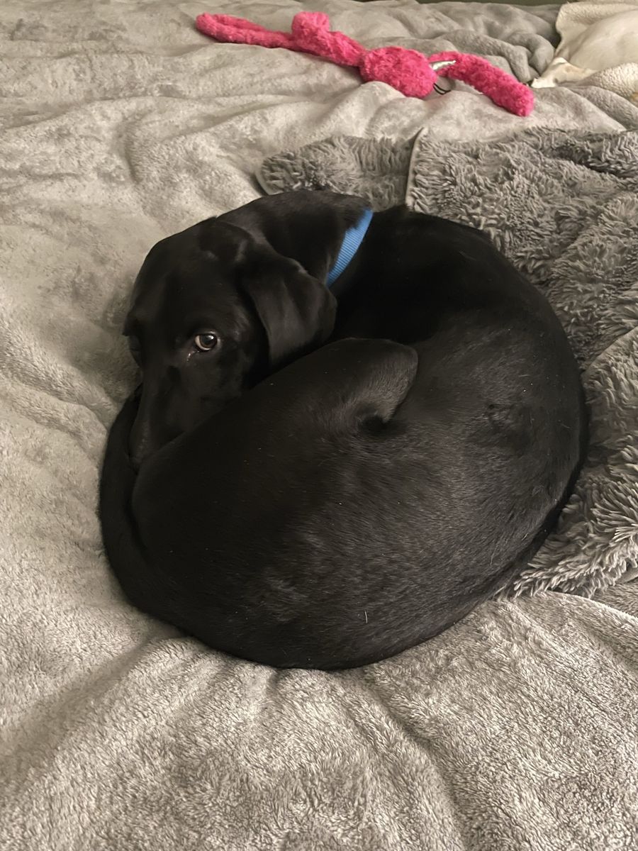 REHOMING Meet Todd