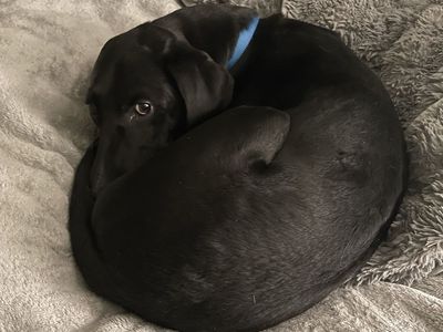 REHOMING Meet Todd