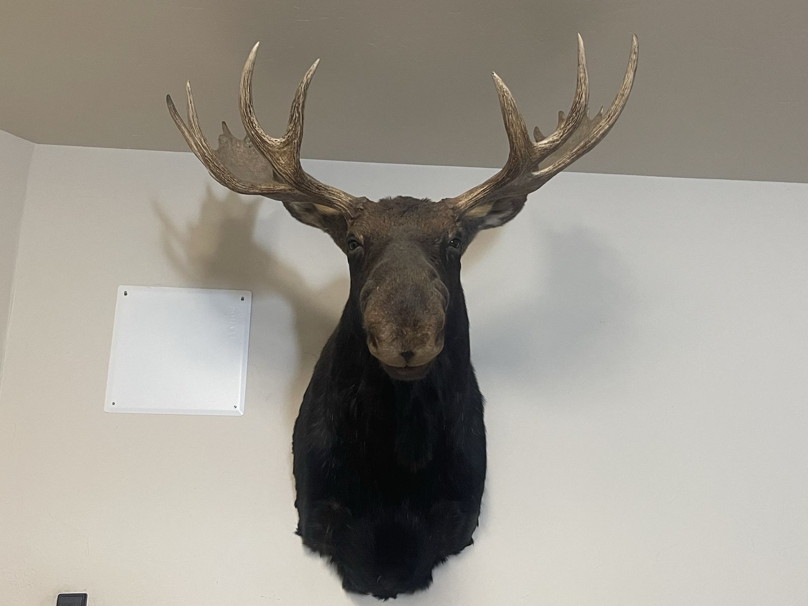 Bull Moose Shoulder Taxidermy Wall Mount