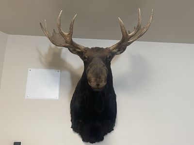 Bull Moose Shoulder Taxidermy Wall Mount