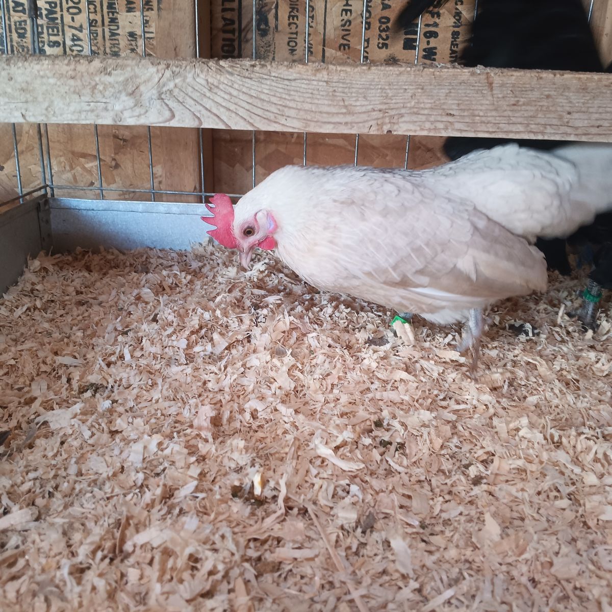 Aztecas im selling 3 quality Azteca hens awesome colored all laying good