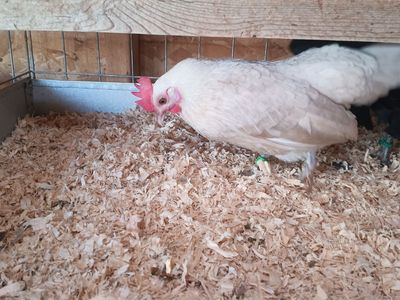 Aztecas im selling 3 quality Azteca hens awesome colored all laying good
