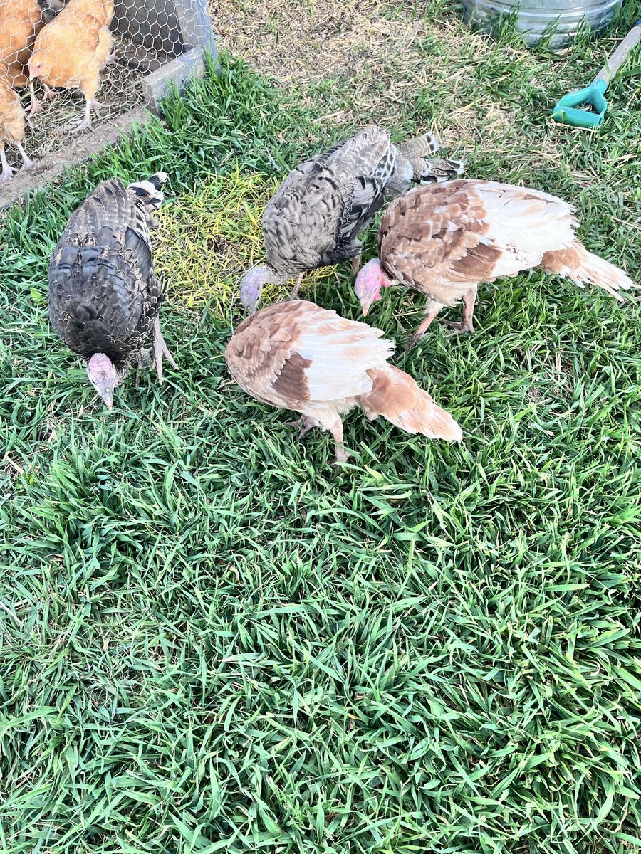 Bourbon Red and Bronze Turkeys
