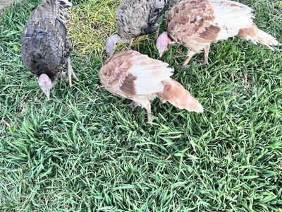 Bourbon Red and Bronze Turkeys