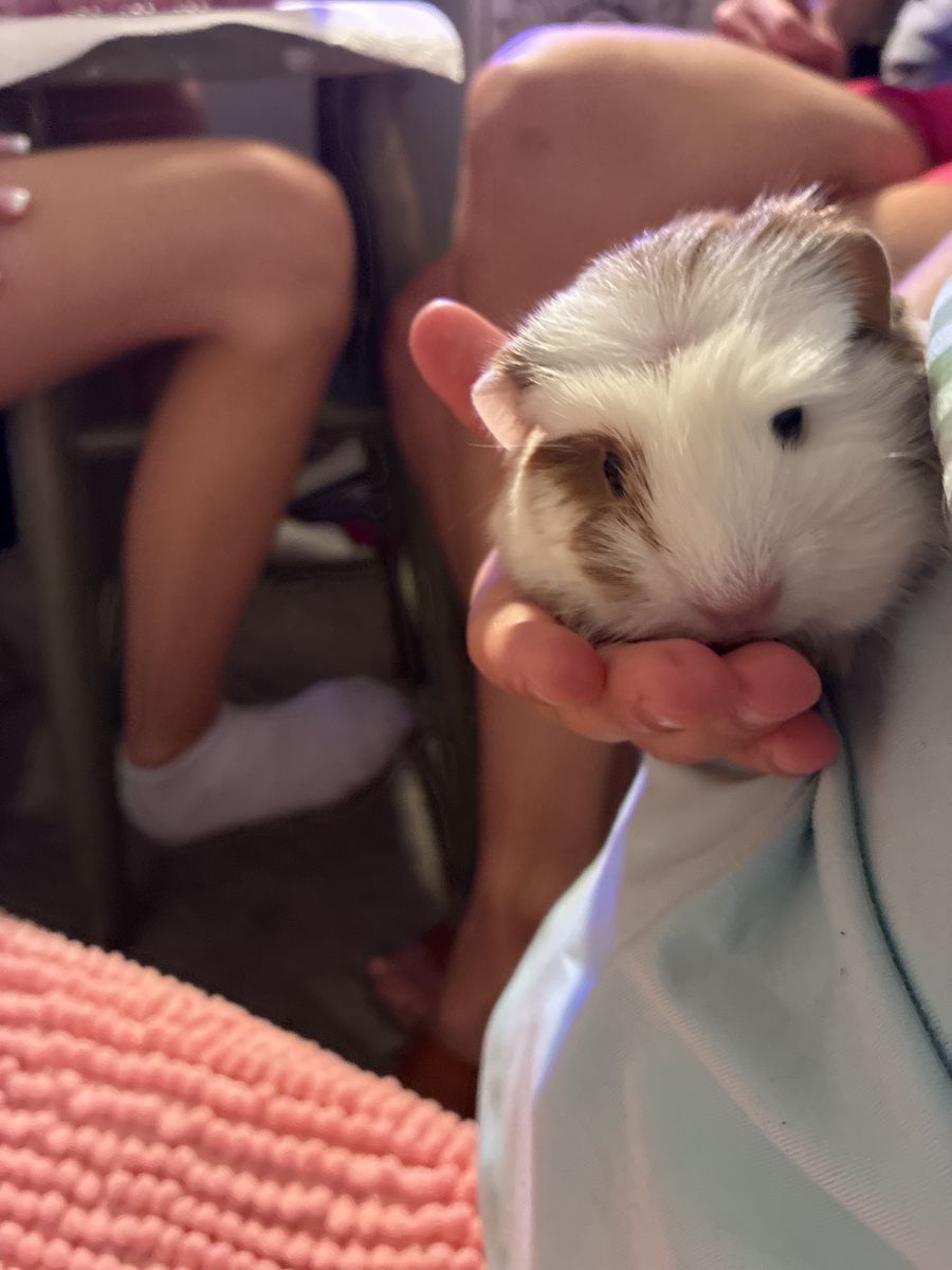 Baby guinea pigs for sale
