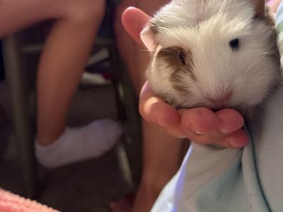 Baby guinea pigs for sale