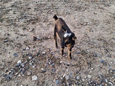 Blue-Eyed Nigerian Dwarf Buckling FOR TRADE