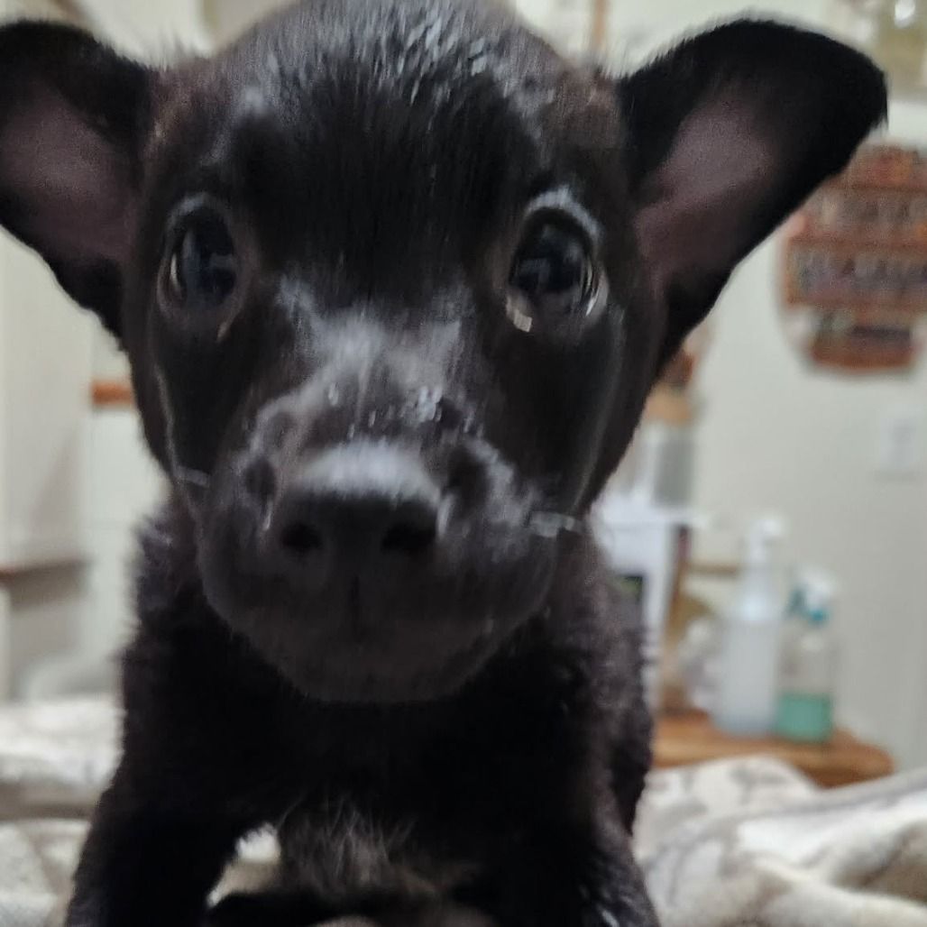 Hello my name is Elvis