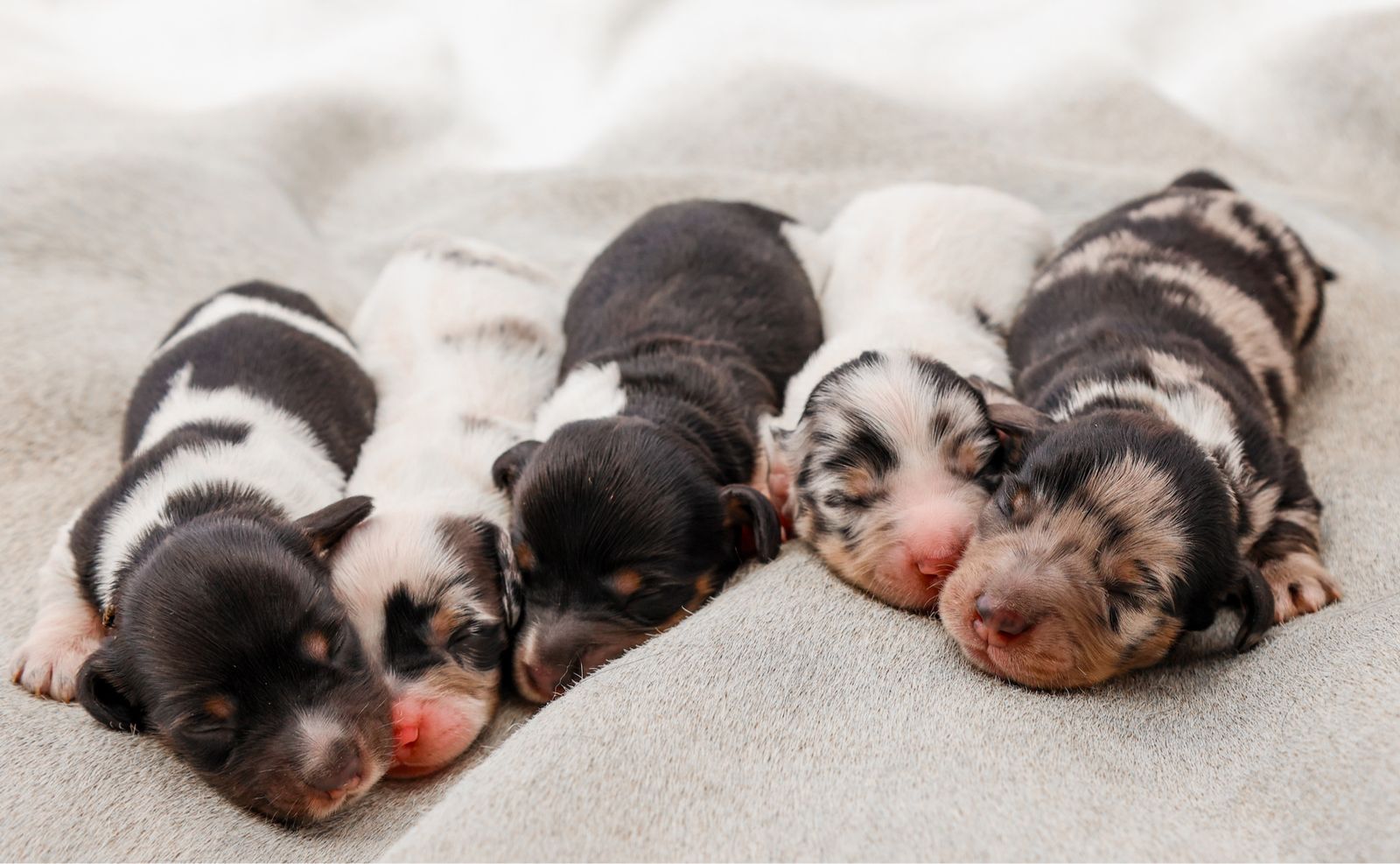 Mini longhaired Dachshund