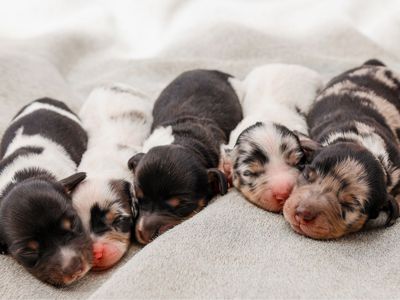 Mini longhaired Dachshund