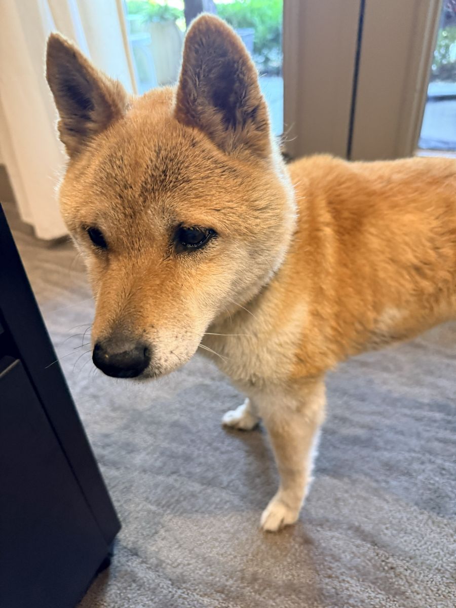 Found Dog
