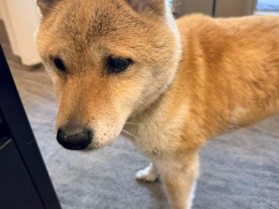 Found Dog