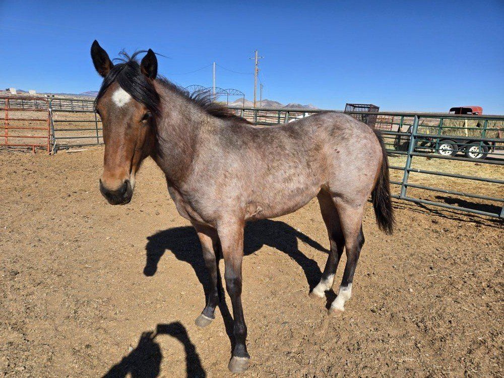 AQHA FILLY