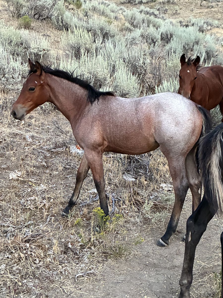 Aqha bay roan filly out of son of hired gun