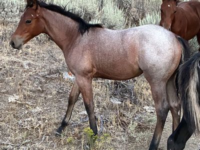 Aqha bay roan filly out of son of hired gun