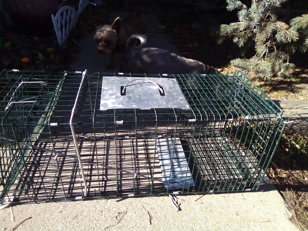 Animal trap