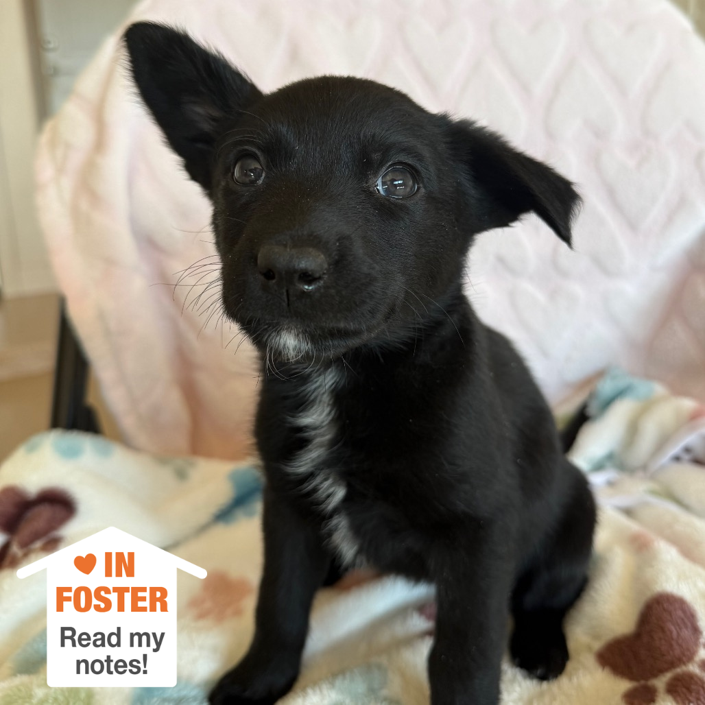 Hello my name is Space Invader