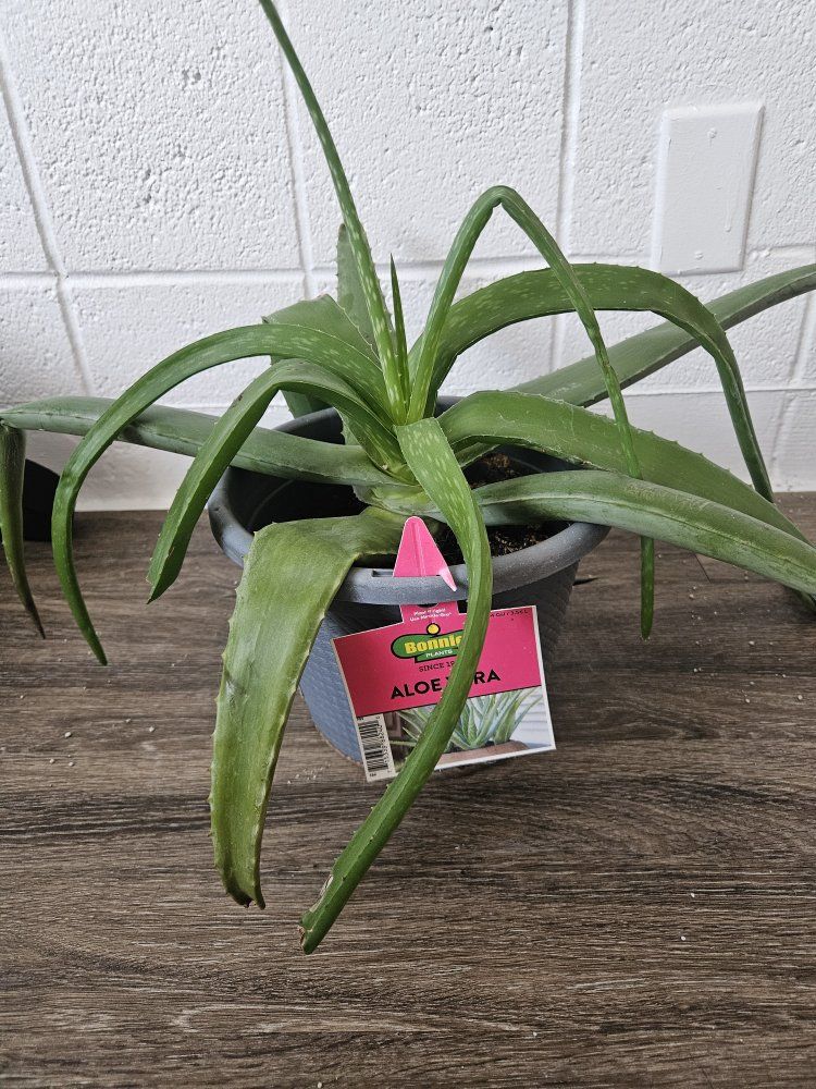 Aloe Vera Plant Beautiful
