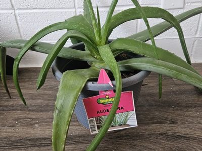 Aloe Vera Plant Beautiful