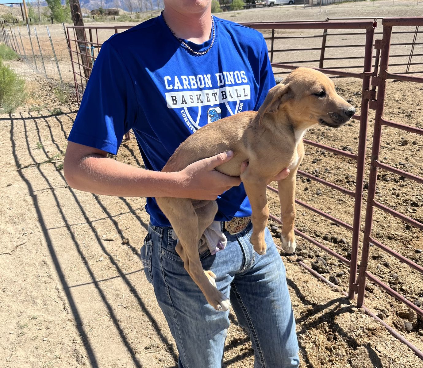 Border Collie, Black Mouth Cur cross