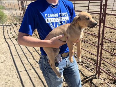 Border Collie, Black Mouth Cur cross