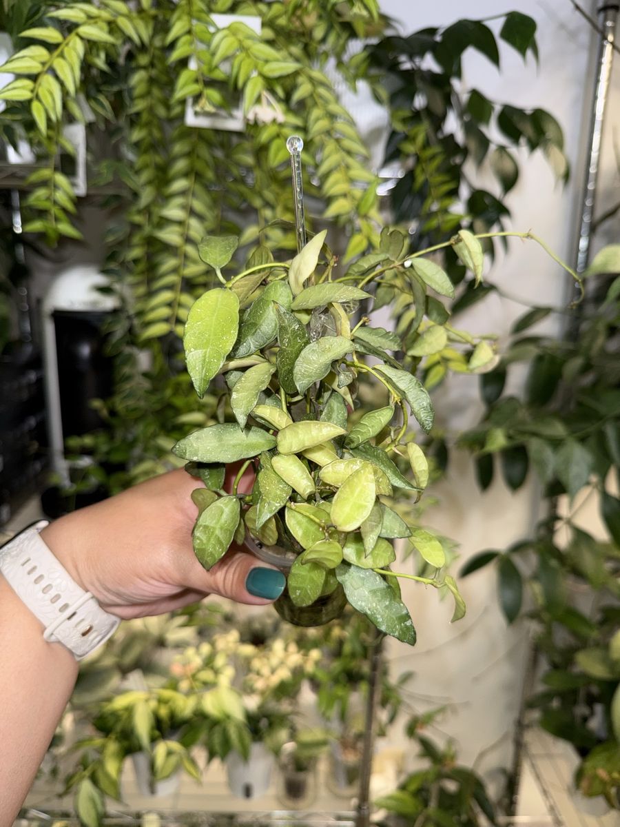Hoya aff lacunosa (SR 2010-055) - Plant