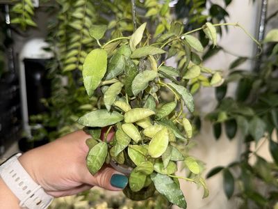 Hoya aff lacunosa (SR 2010-055) - Plant