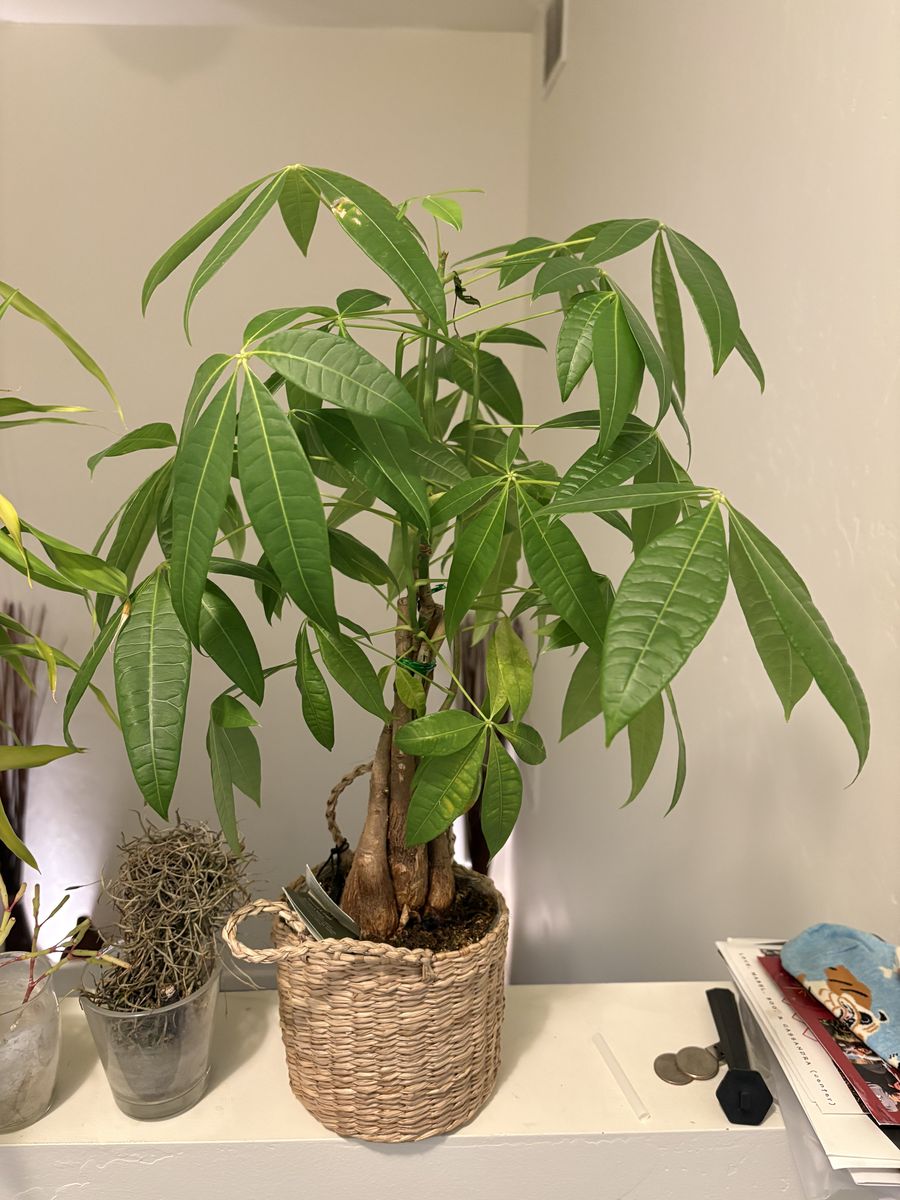 House plants