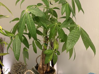 House plants