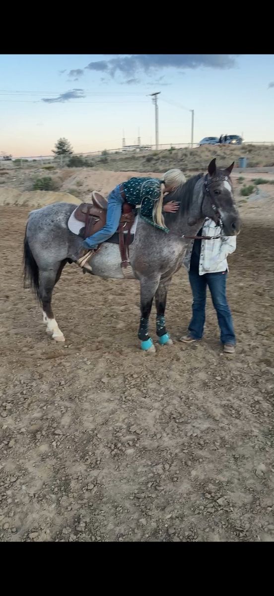 4H Beginner Friendly gelding
