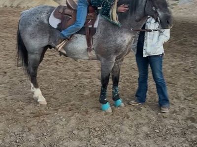 4H Beginner Friendly gelding