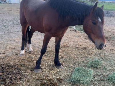 4yr old clydesdale half draft