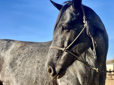 AQHA Registered Blue Roan Hancock