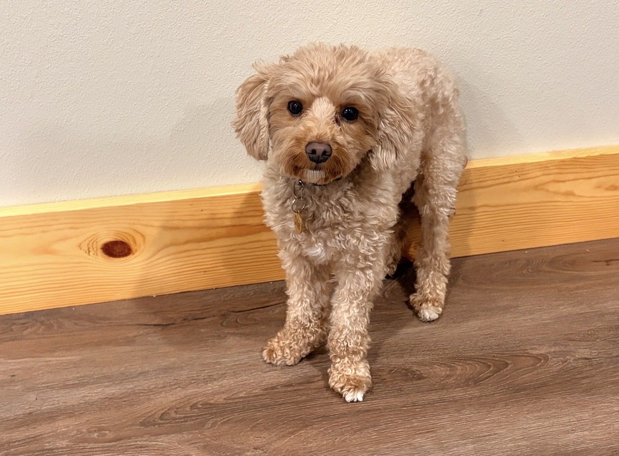 Mini Goldendoodle, Loving Home Needed