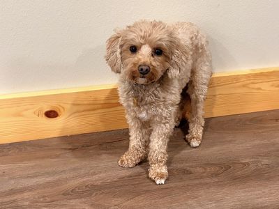 Mini Goldendoodle, Loving Home Needed