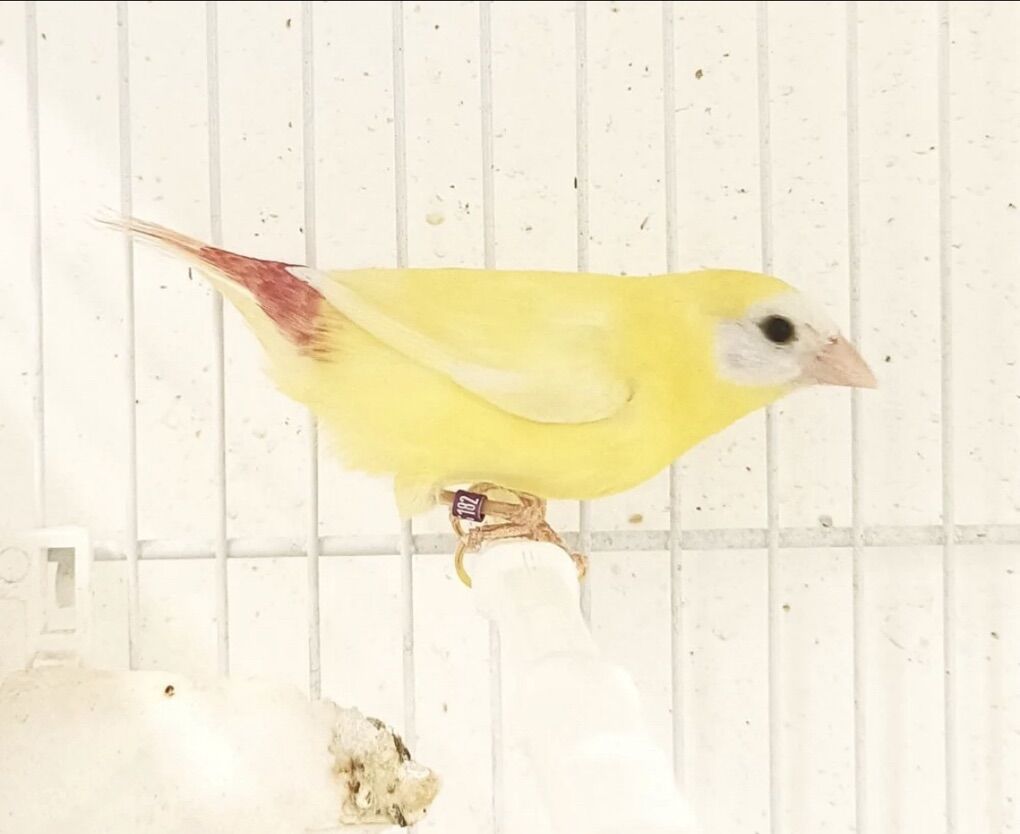 Lutino Blue Faced Parrot Finch Pair