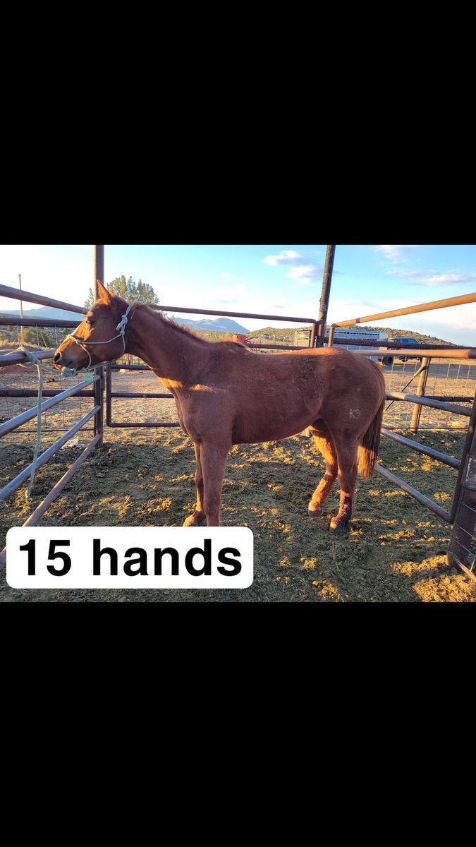 Kids horse