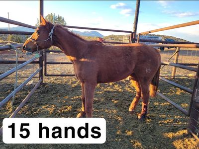Kids horse